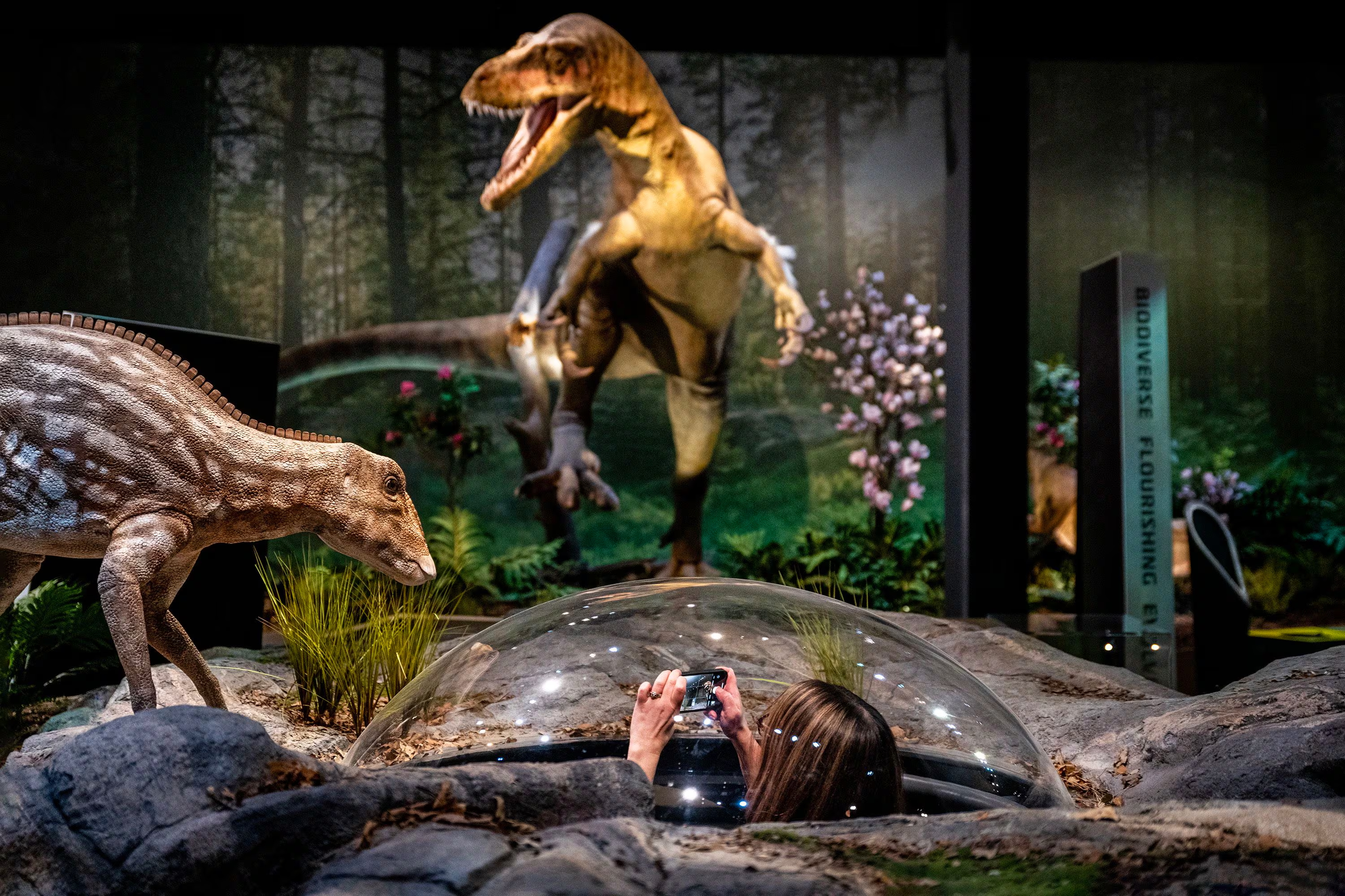 定制仿真恐龙场景