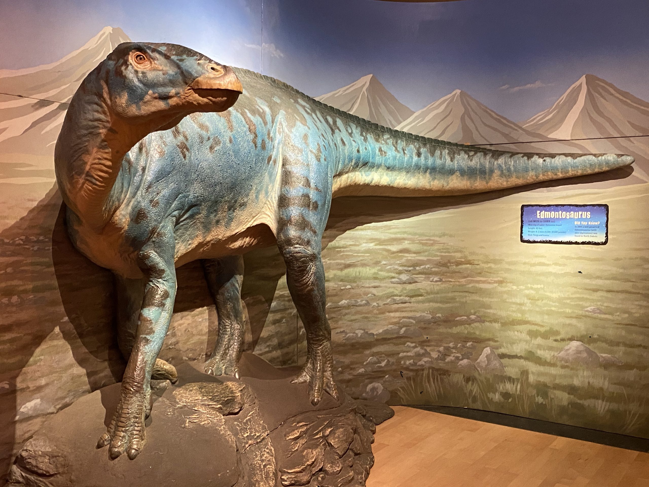 汇龙堂仿真埃德蒙顿龙模型